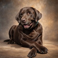 Cookie, a chocolate Lab